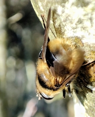 Criorhina nigripes