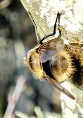Criorhina nigripes