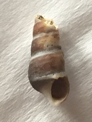 Batillaria attramentaria