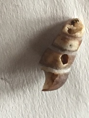 Batillaria attramentaria