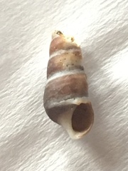 Batillaria attramentaria