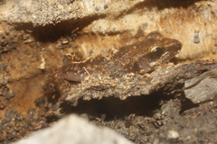 Eleutherodactylus cystignathoides