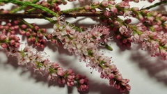 Tamarix
