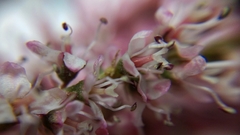 Tamarix