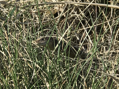 Zootoca vivipara pannonica