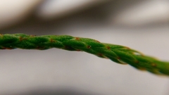 Tamarix