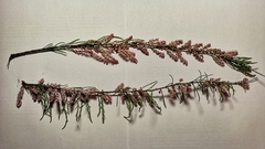 Tamarix