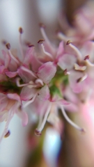 Tamarix