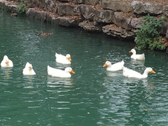 Anas platyrhynchos domesticus