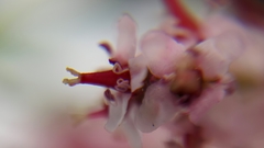 Tamarix