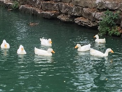 Anas platyrhynchos domesticus