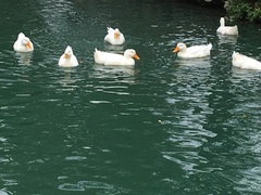 Anas platyrhynchos domesticus