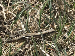 Zootoca vivipara pannonica