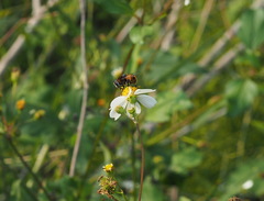 Phytomia