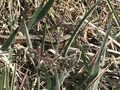 Zootoca vivipara pannonica