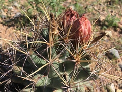 Coryphantha robustispina uncinata