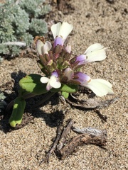 Collinsia corymbosa