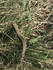 Zootoca vivipara pannonica