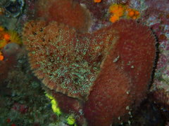 Porifera