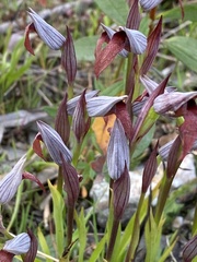 Serapias strictiflora