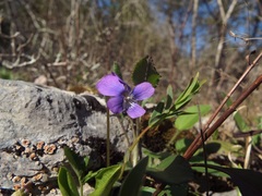 Viola egglestonii