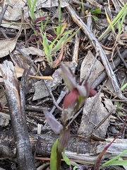 Serapias strictiflora