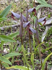 Serapias strictiflora