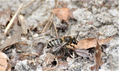 Colletes validus