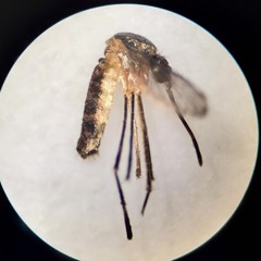 Wyeomyia smithii