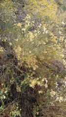 Ericameria nauseosa mohavensis