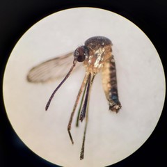 Wyeomyia smithii
