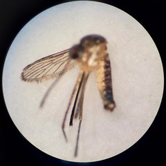 Wyeomyia smithii
