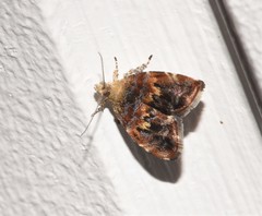 Choreutis emplecta