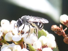 Lasioglossum sexnotatum