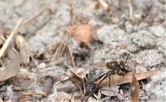 Colletes validus