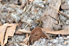 Colletes validus