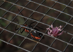 Gminatus wallengreni