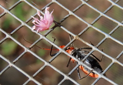 Gminatus wallengreni