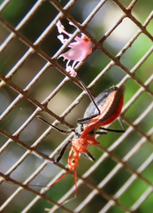 Gminatus wallengreni