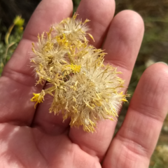 Ericameria nauseosa mohavensis