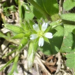 Cerastium glomeratum