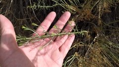 Ericameria nauseosa mohavensis