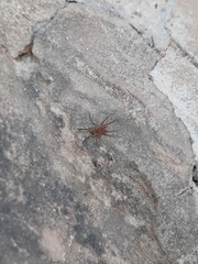 Lycosidae