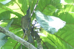 Xanthotis flaviventer