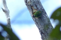 Cyclopsitta diophthalma