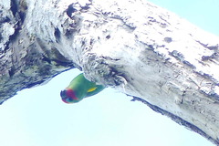 Cyclopsitta diophthalma