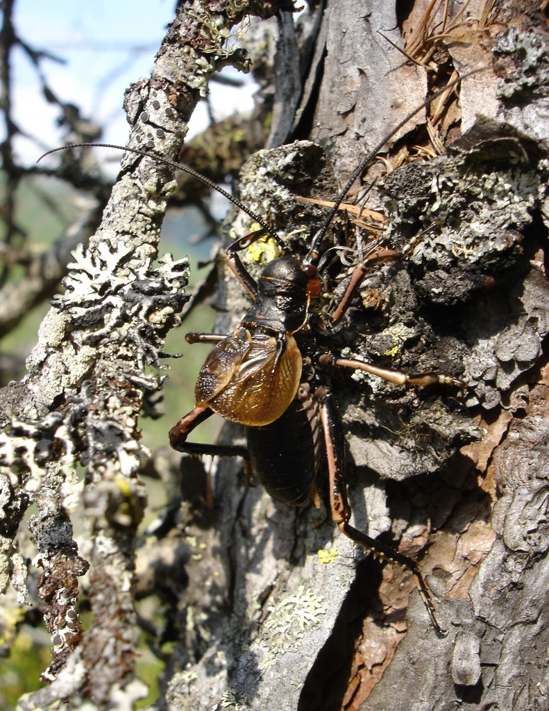 Paracyphoderris