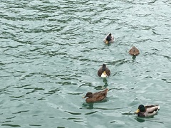 Anas platyrhynchos domesticus