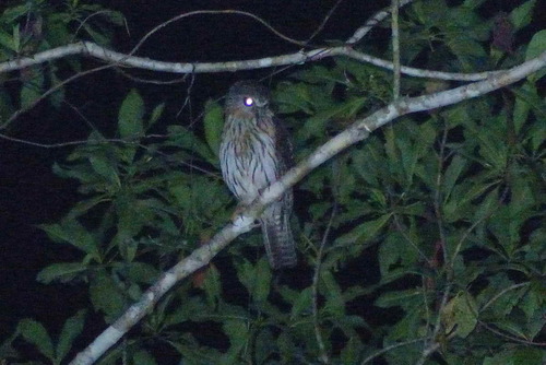 Uroglaux dimorpha, 2017-10-21