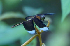 Neurothemis decora